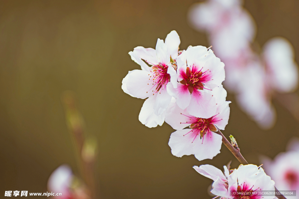 一枝花