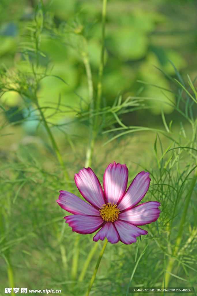 一朵花