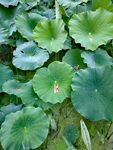 公园荷花池