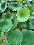 公园荷花池