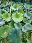 公园荷花池
