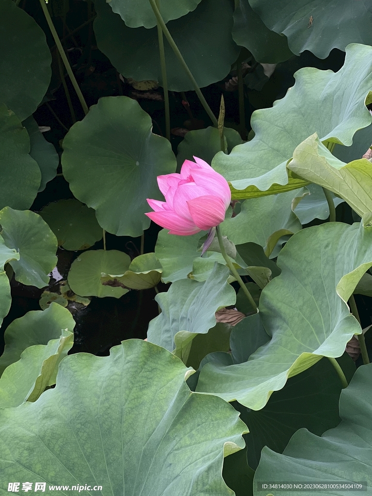 荷花