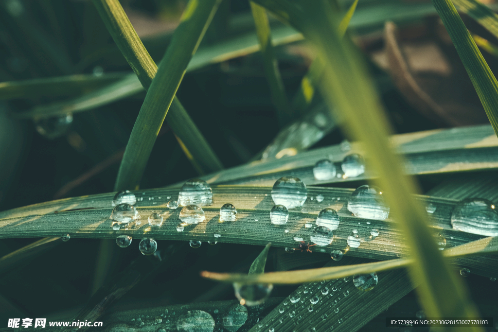 雨后草地