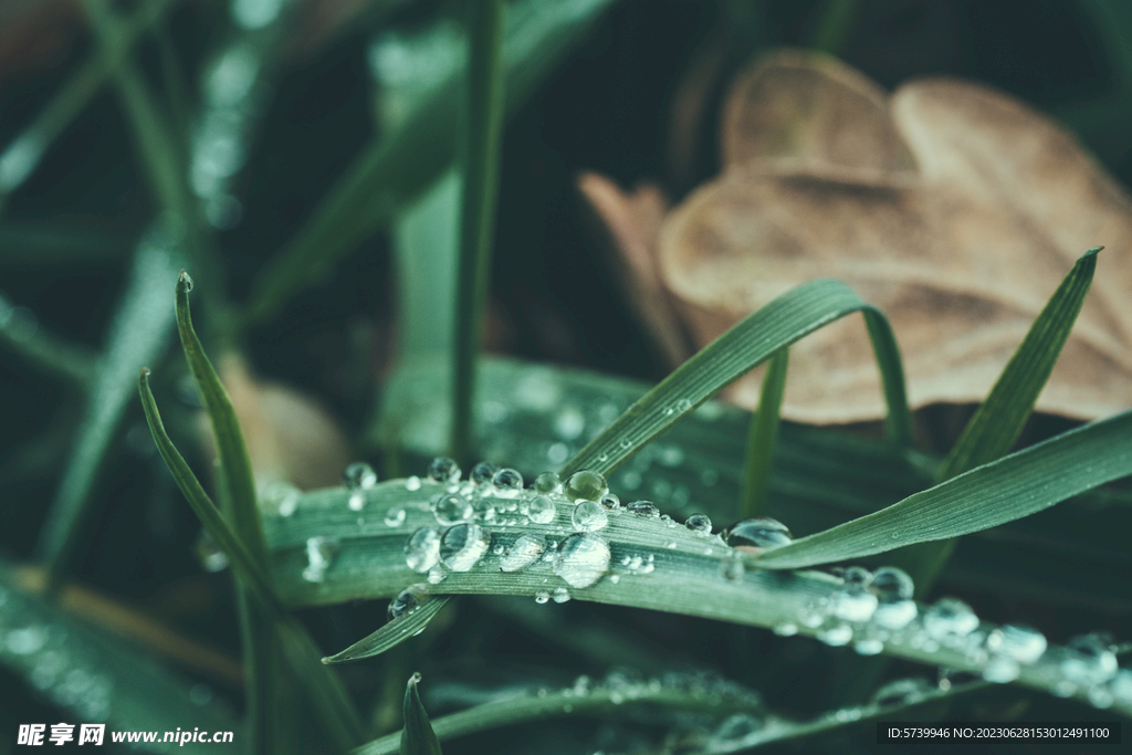 雨后草地