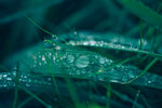 雨后草地