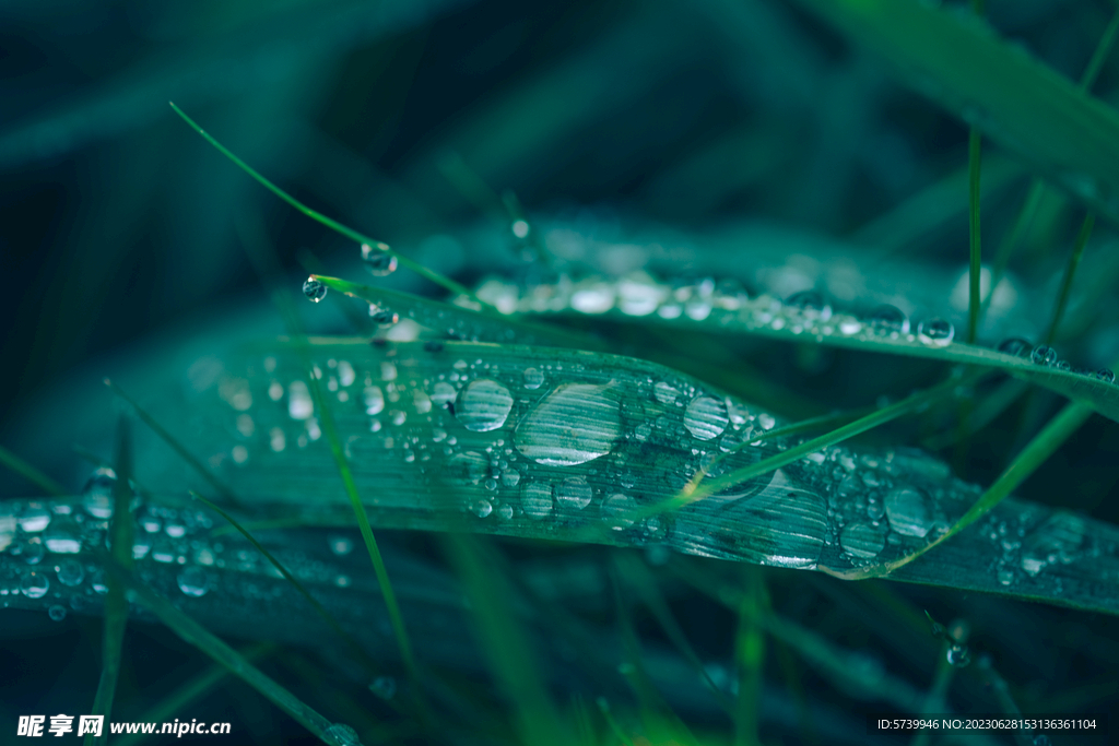 雨后草地