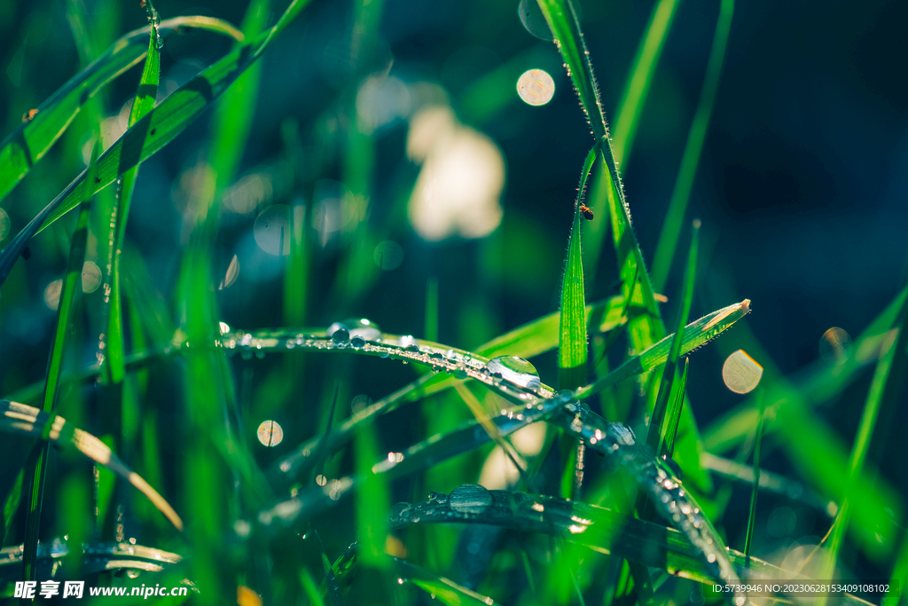 雨后草地草尖上的露水