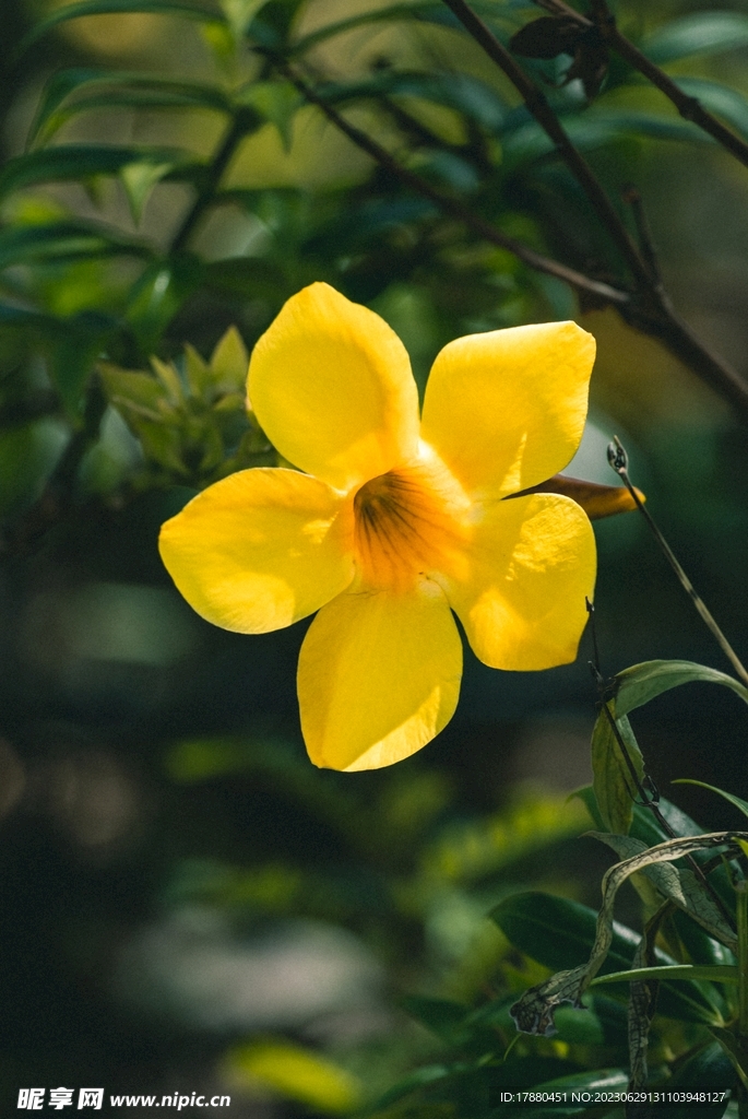 软枝黄蝉花