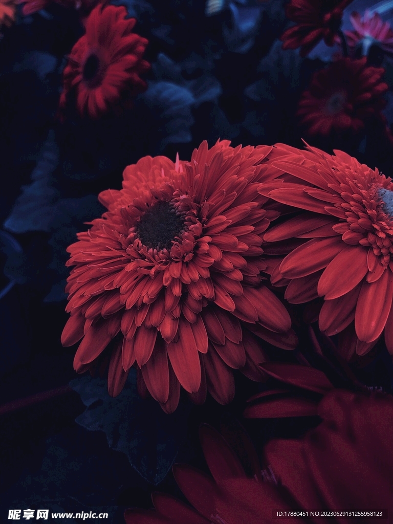 菊花
