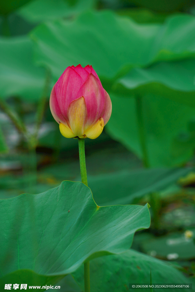 荷花
