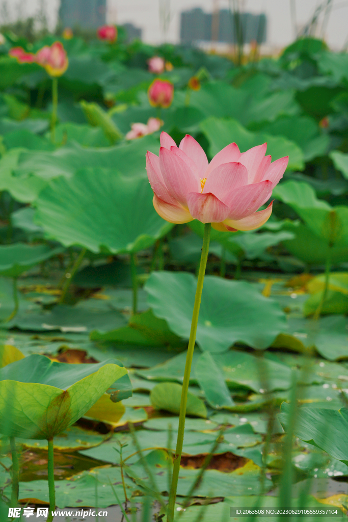 枣阳市湿地公园荷花池