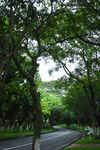 森林公园小路