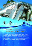 白条鱼
