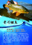 黄河鲤鱼
