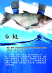白鲢