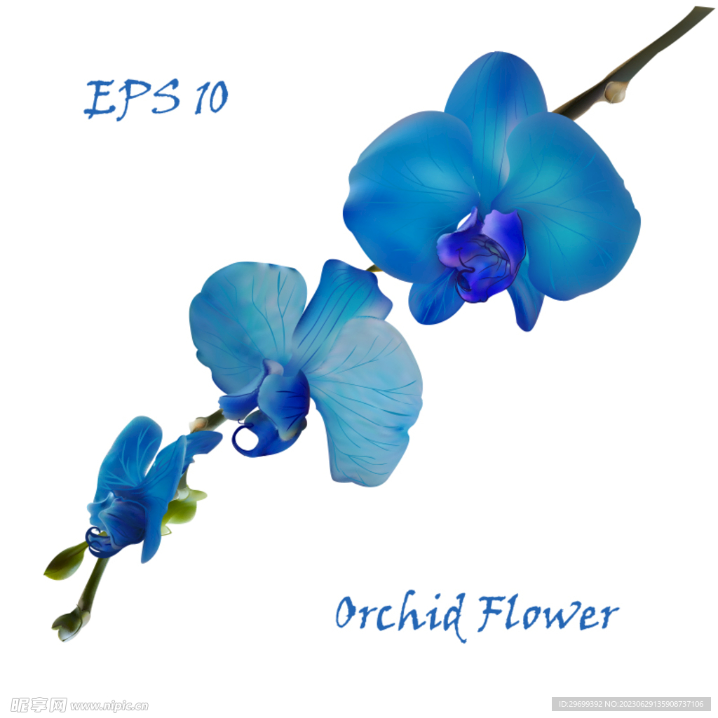 手绘花卉
