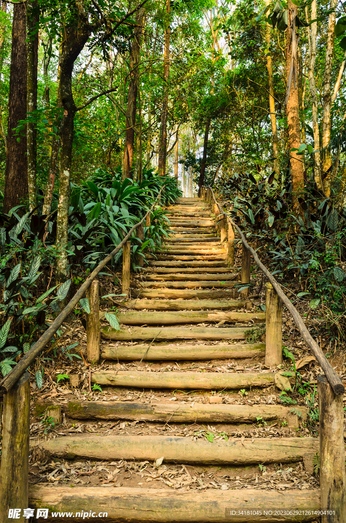 林荫小路