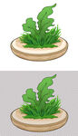 海草小草水草海带植物