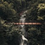 林中吊桥 