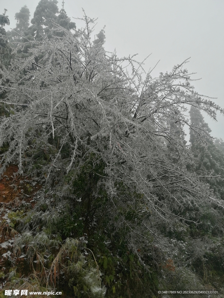 雾凇 冰雪 雪天 