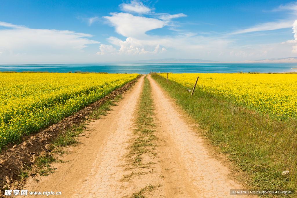 乡村道路 油菜花