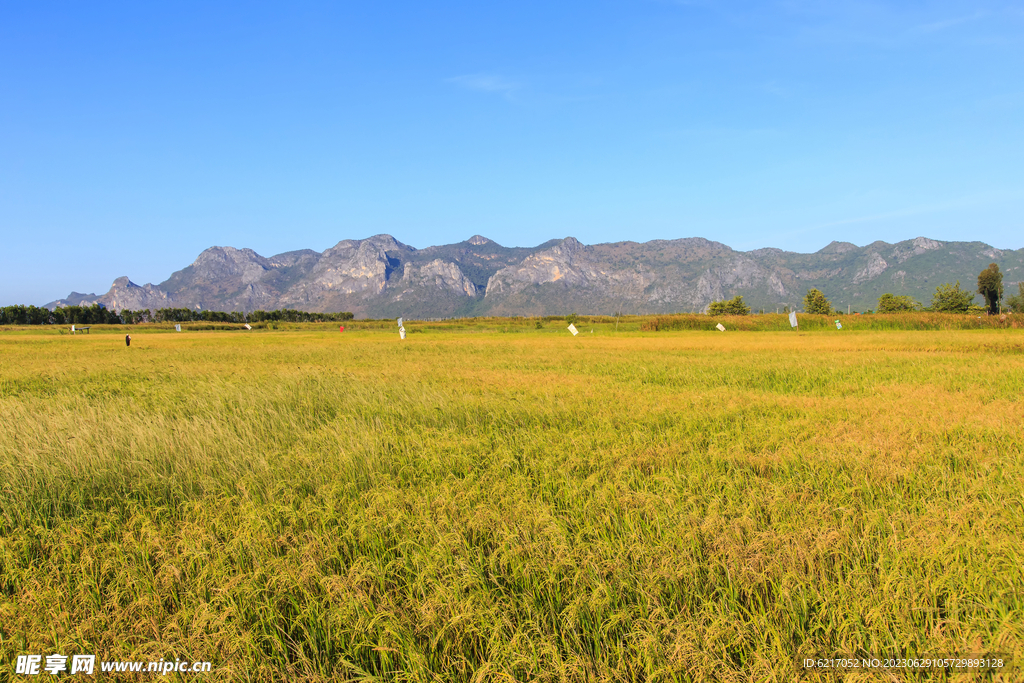 乡村蔬菜 地麦田 稻田  素材