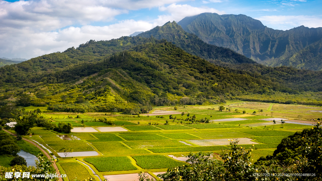 乡村蔬菜 地麦田 稻田  素材