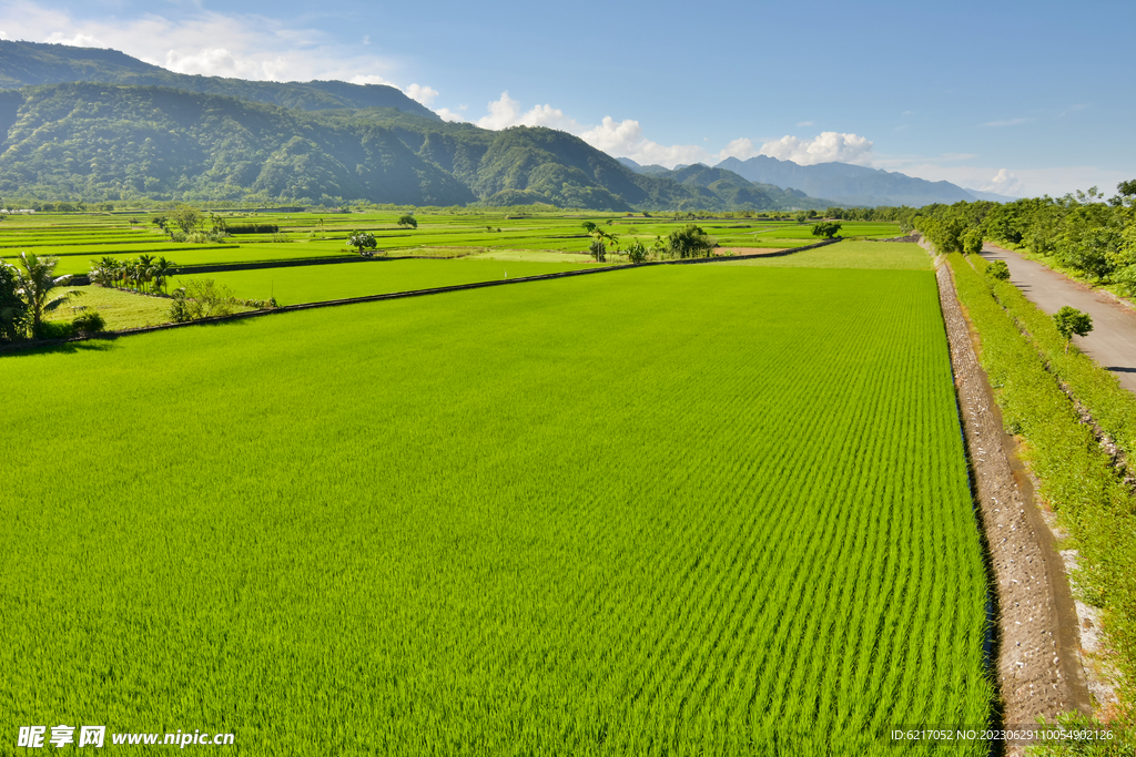 乡村蔬菜 地麦田 稻田  素材