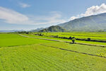 乡村蔬菜 地麦田 稻田  素材