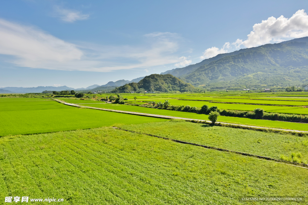 乡村蔬菜 地麦田 稻田  素材