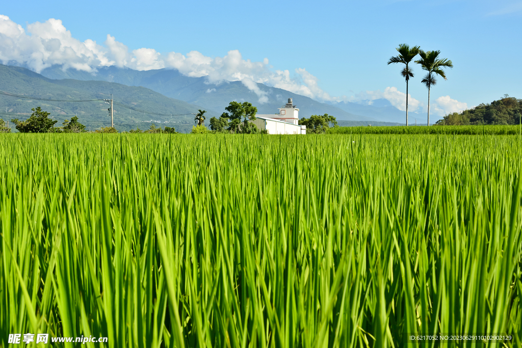 乡村蔬菜 地麦田 稻田  素材