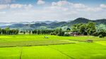 乡村蔬菜 地麦田 稻田  素材