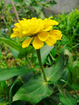 百日菊