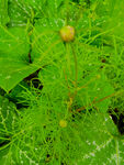 波斯菊