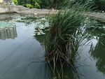 池塘 芦苇