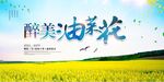 油菜花