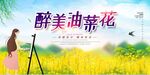 油菜花