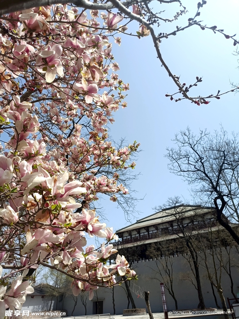 玉兰花开季节的老龙头