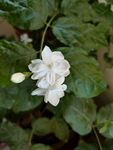 茉莉花