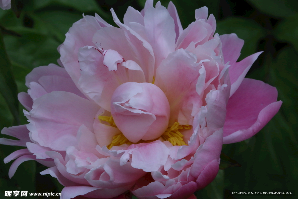 芍药花 