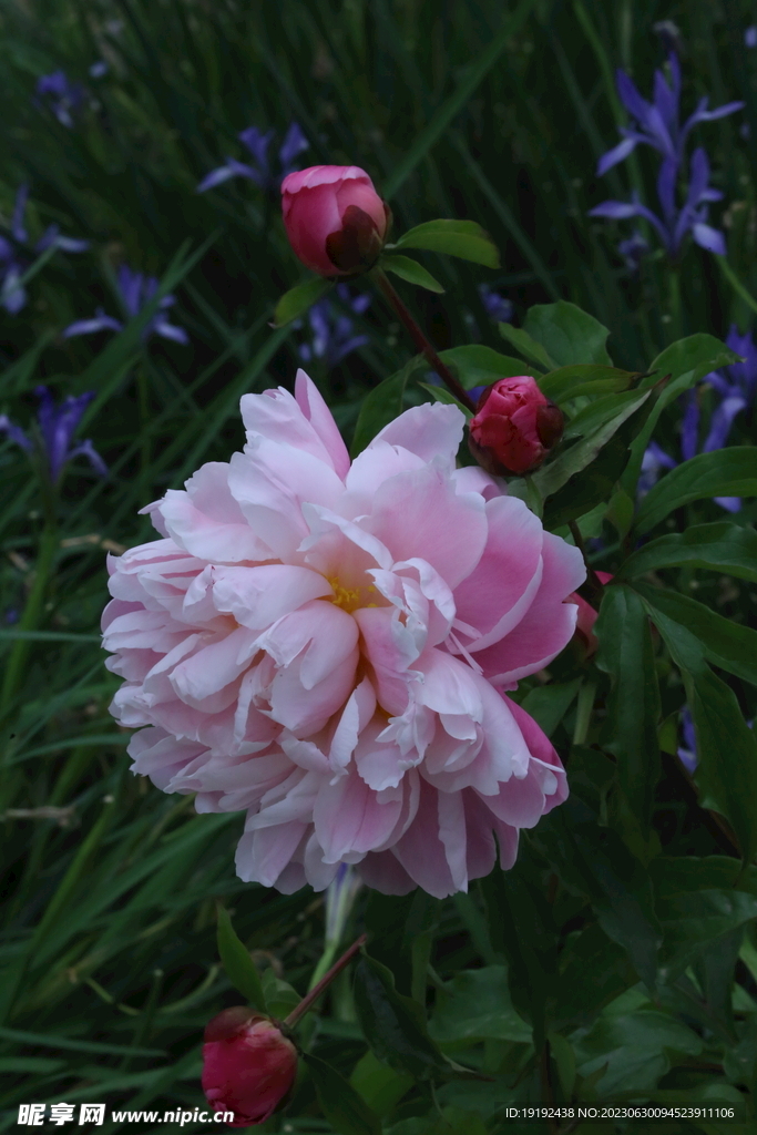 芍药花