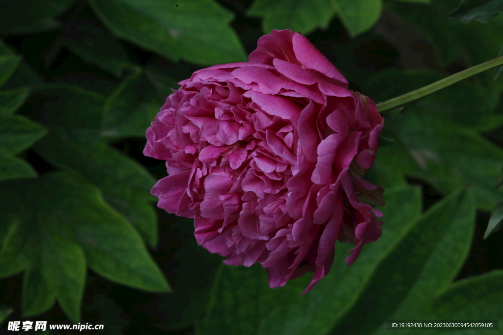 芍药花 