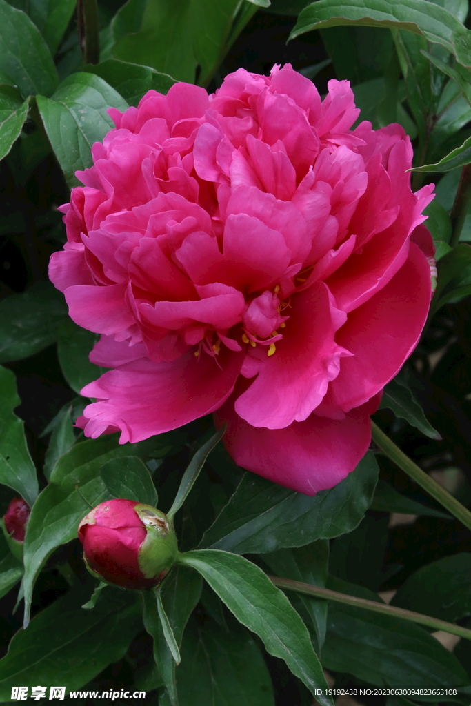 芍药花
