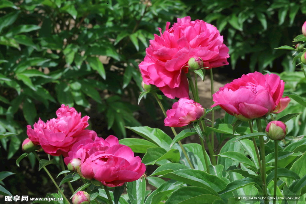 芍药花 