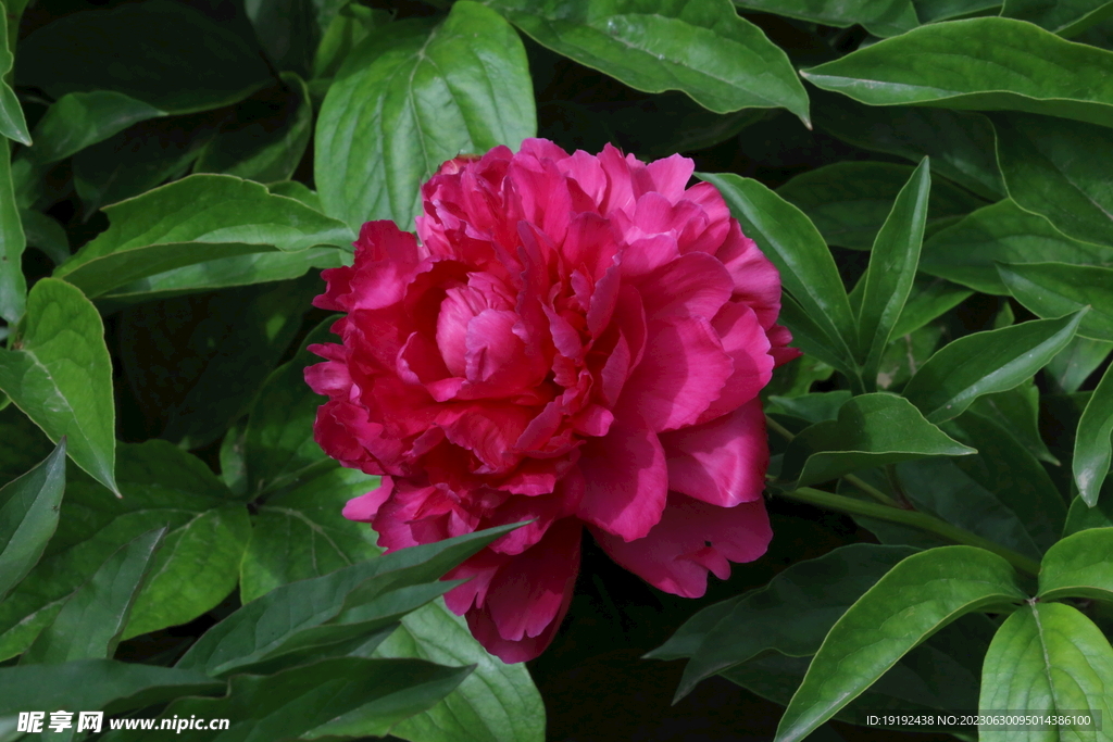 芍药花  