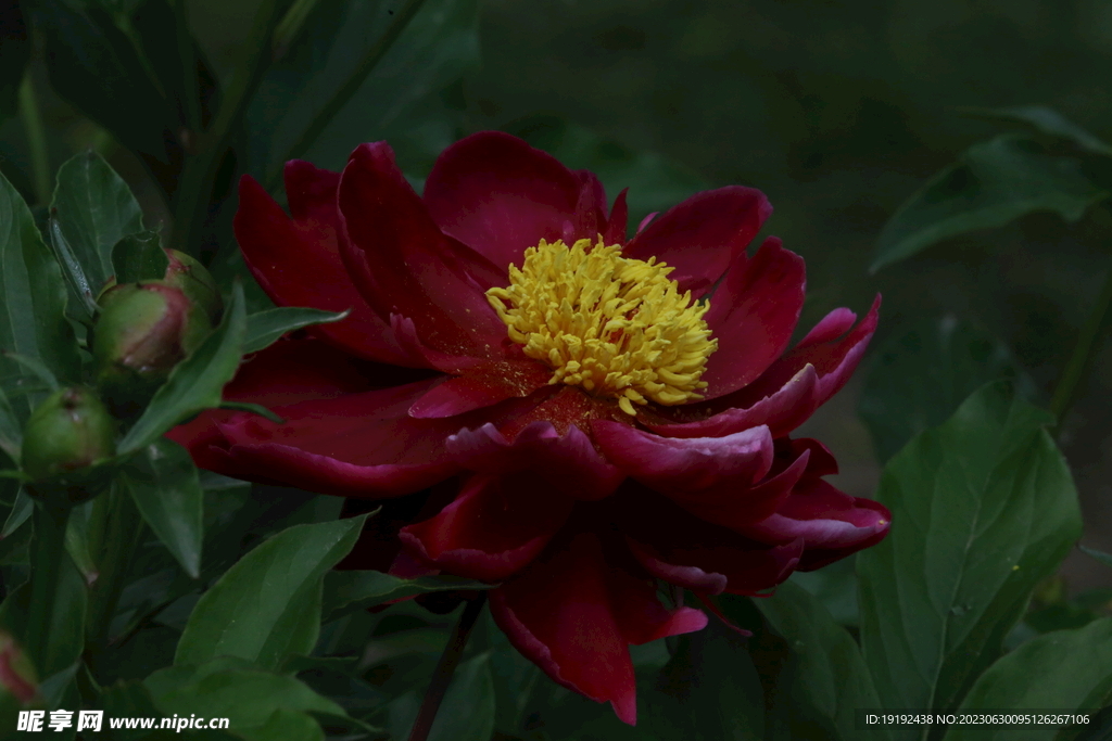 芍药花