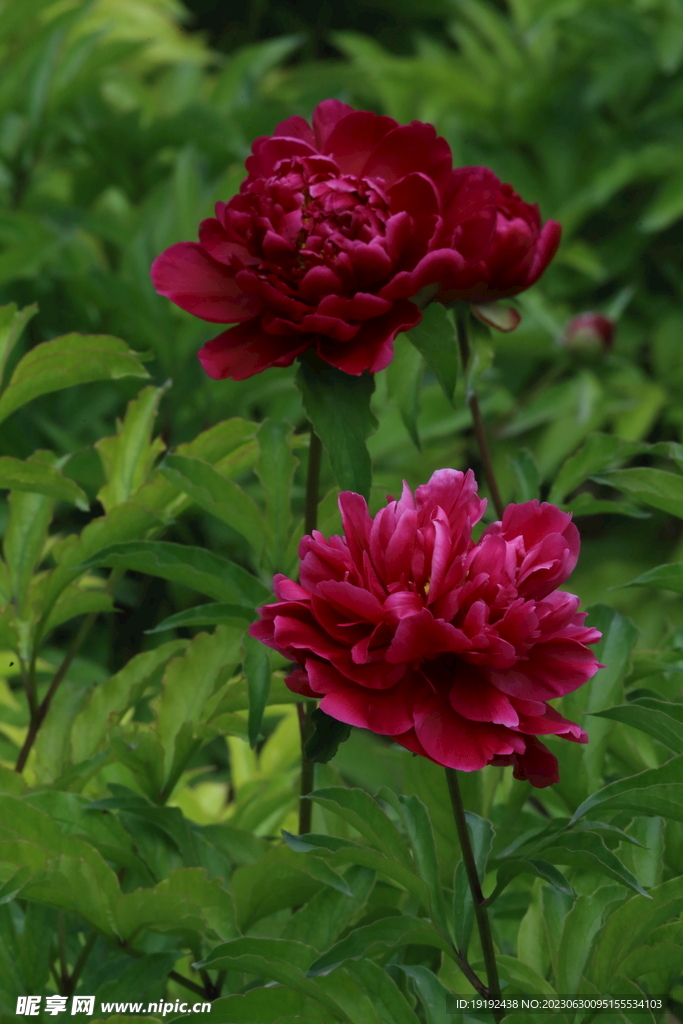芍药花 