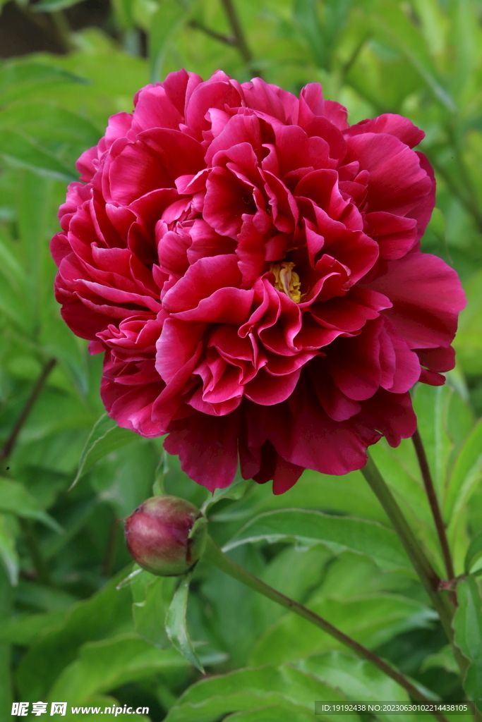 芍药花