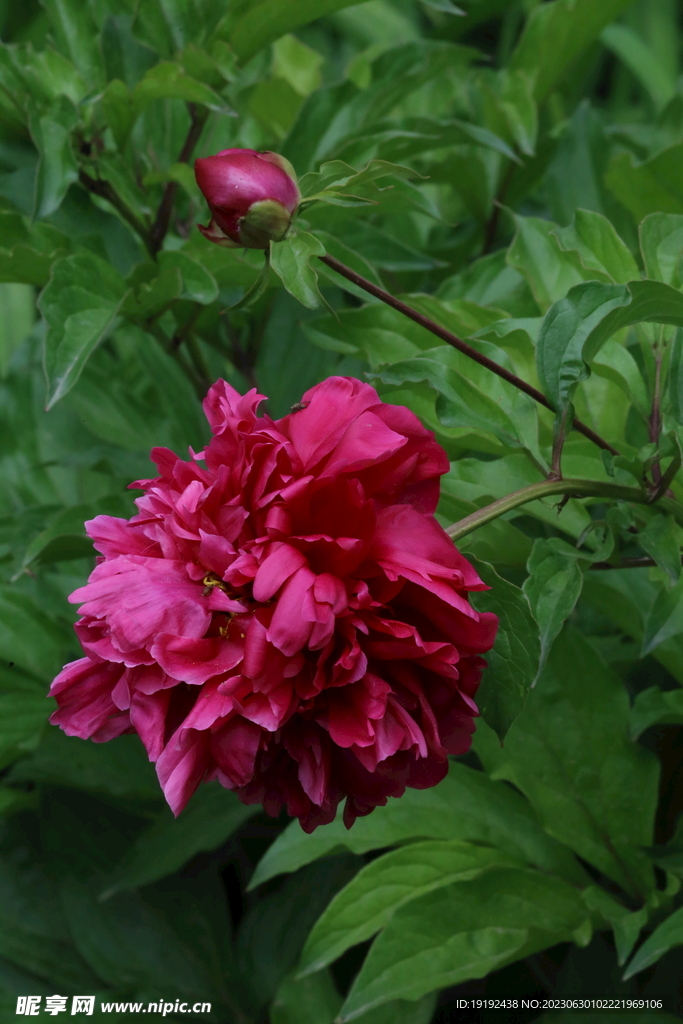 芍药花