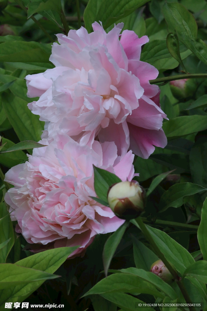 芍药花 